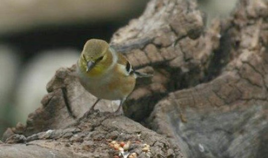 American Goldfinch