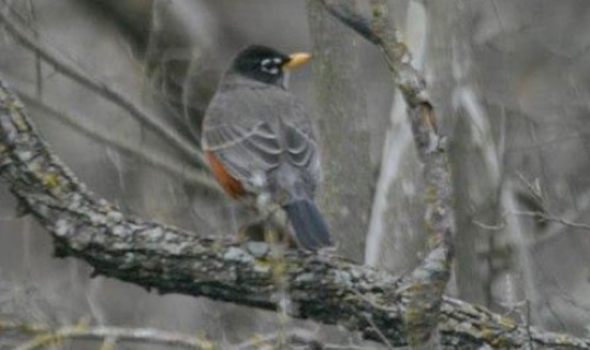 American Robin