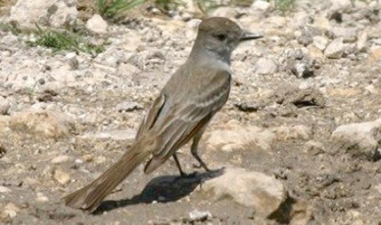 Ash-throated Flycatcher