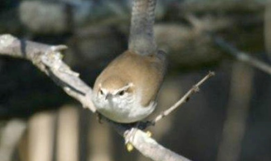 Bewick's Wren