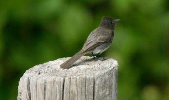 Black Phoebe