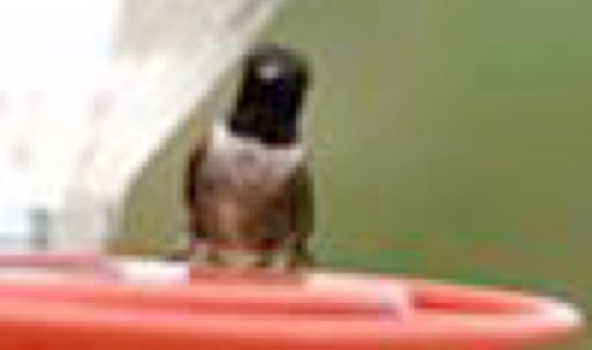 Black-chinned Hummingbird