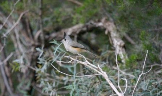 Black-crested Titmouse