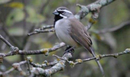 Black-throated Sparrow