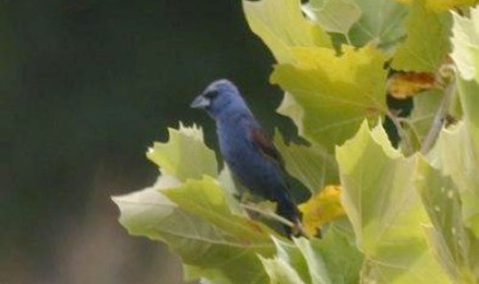 Blue Grosbeak