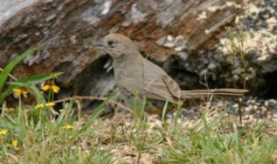 Canyon Towhee