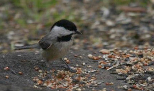 Carolina Chickadee