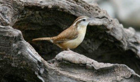 Carolina Wren