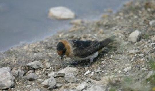 Cave Swallow