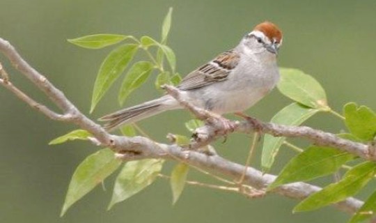 Chipping Sparrow