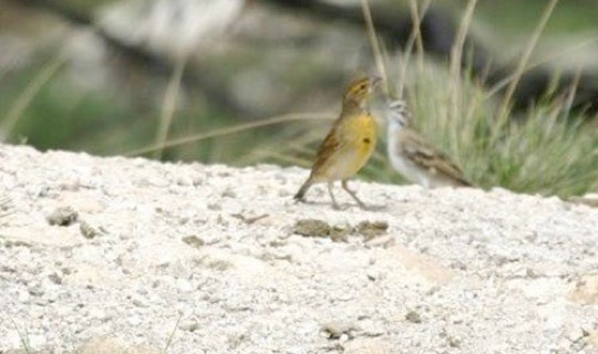 Dickcissle