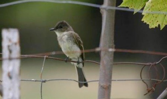 Eastern Phoebe