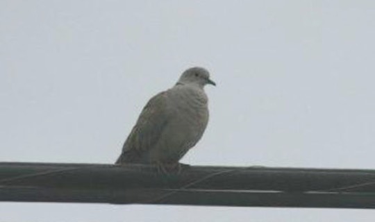Eurasion Collared Dove