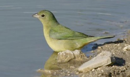 Female Painted Bunting