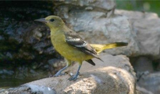 Female Scott's Oriole