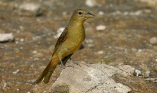 Female Summer Tanager