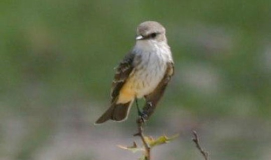 Female Vermillion Flycatcher