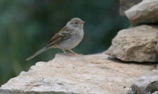 Field Sparrow