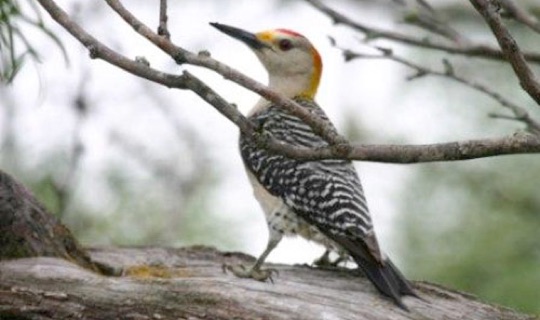 Golden-fronted Woodpecker