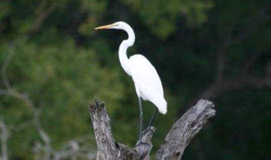 Great Egret