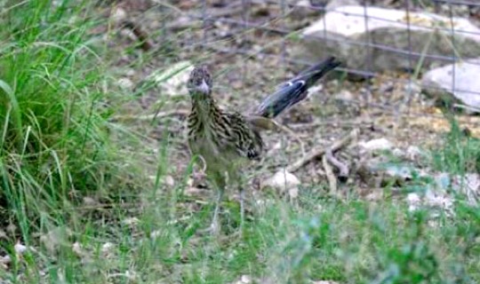 Greater Roadrunner