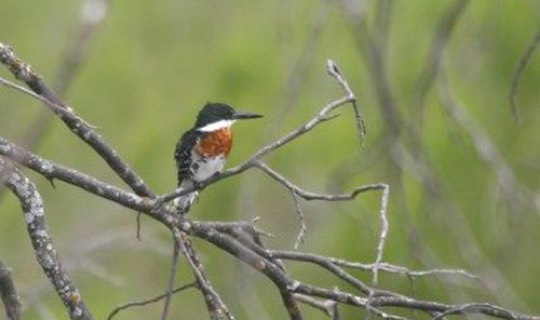 Green Kingfisher