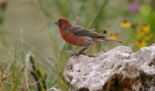 House Finch