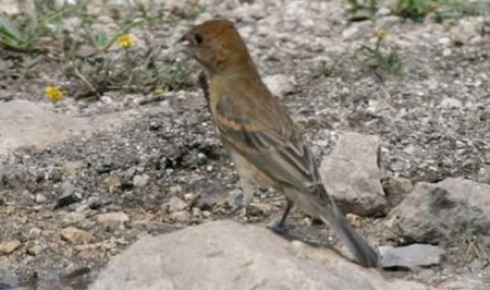 ImmatureBlueGrosbeak