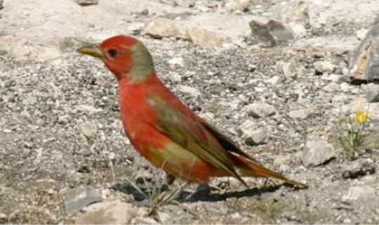 Immature Male Summer Tanager