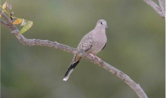 Inca Dove