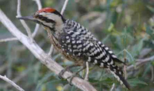 Ladderback Woodpecker