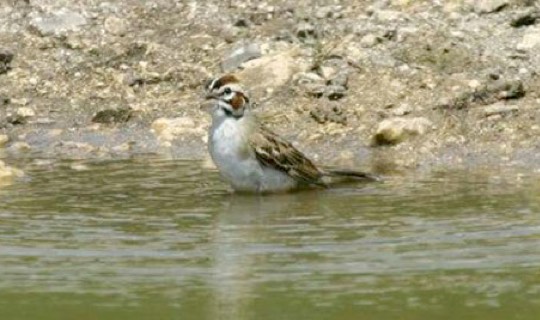 Lark Sparrow