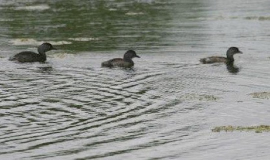 Least Grebes