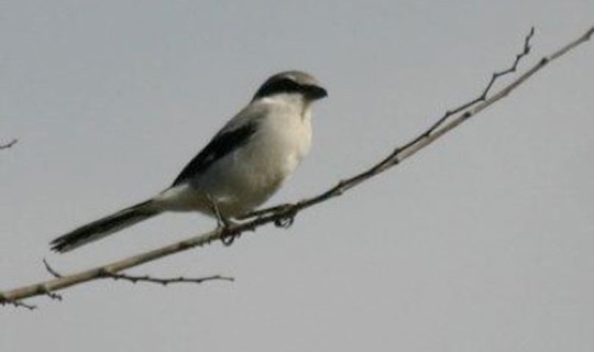 Loggerhead Shrike