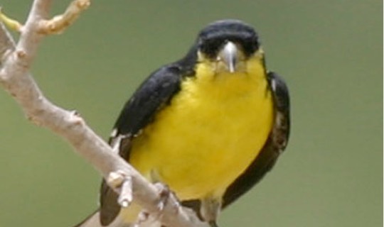 Male Lesser Goldfinch