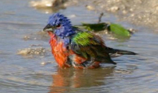 Male Painted Bunting