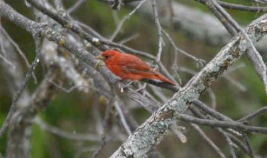 Male Summer Tanager