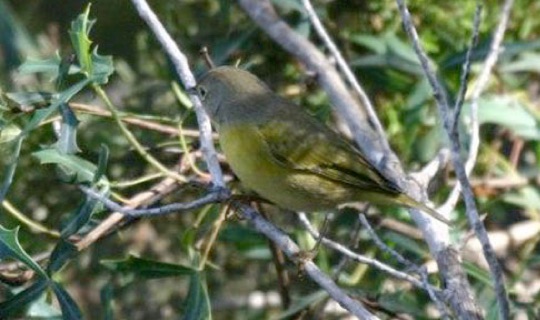 Nashville Warbler