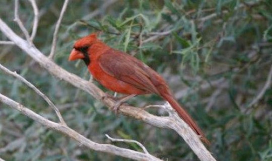 Northern Cardinal