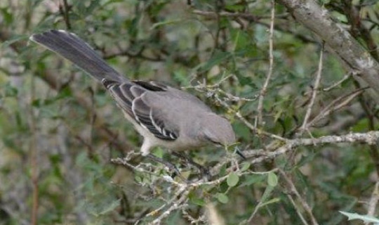 Northern Mockingbird