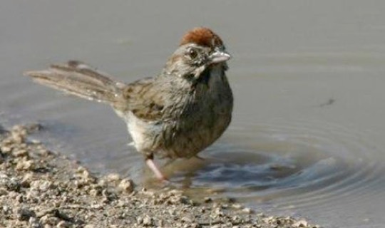 Rufous-crowned Sparrow