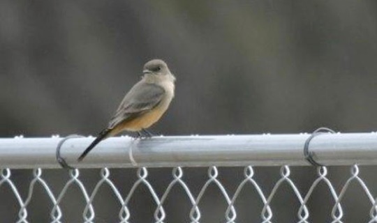 Say's Phoebe