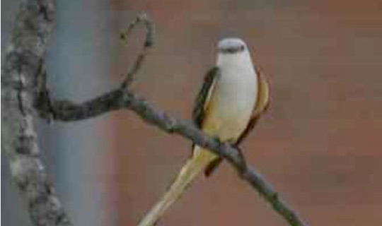 Scissor-tailed Flycatcher