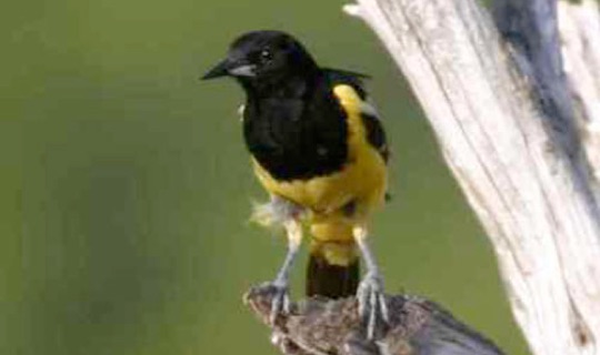 Scott's Oriole