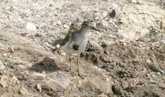 Spotted Sandpiper