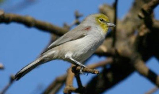 Verdin