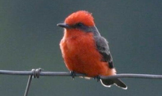 Vermillion Flycatcher