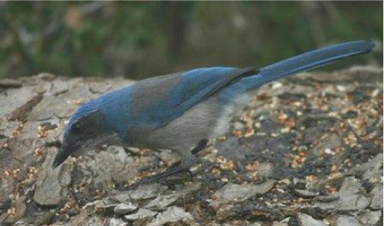 Western Scrub Jay