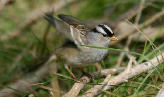 White-crowned Sparrow