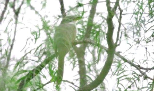 Yellow-billed Cuckoo